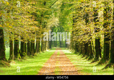 tree-lined alley with footpath in middle Stock Photo