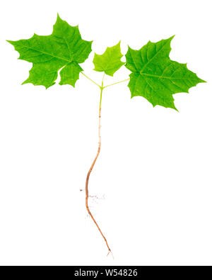 Young maple tree with roots isolated on white background. Stock Photo
