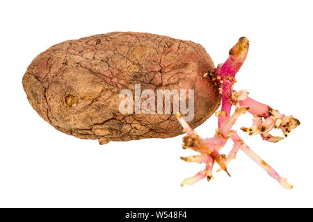 Old germinated pink potato isolated on white background. Big sprouts Stock Photo