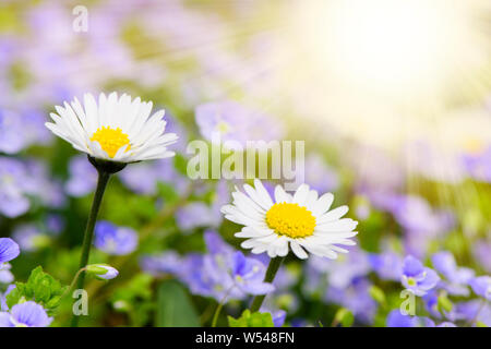 panoramic flowerbed with daisy and sunbeams Stock Photo