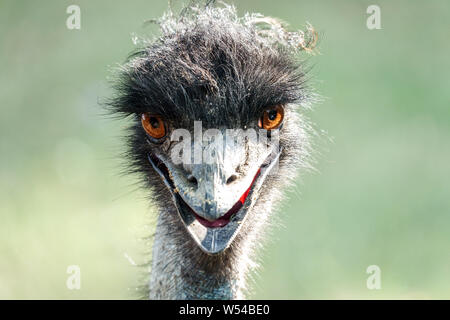 Emu head detail Emu portrait Dromaius novaehollandiae Funny bird Stock Photo