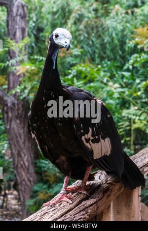 Blue-throated piping guan, Pipile cumanensis Stock Photo