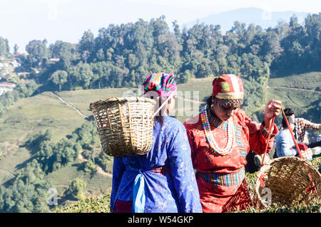 Makaibari tea estate, Kurseong valley, Darjeeling, West Bengal, India, May 2019 - Tea Pluckers at work in Makaibari tea plantation. The most awarded o Stock Photo