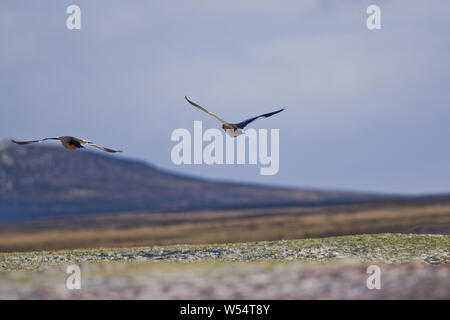 Female Upland Geese in flight at Volunteer Point, East Falkland Stock Photo