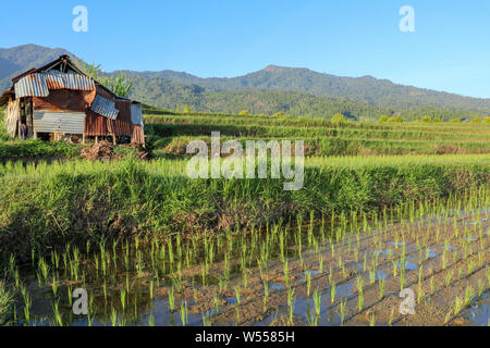 Stable for cow in rice fields. A simple shed made of corrugated iron and wood in terraced fields with young rice seedlings. Agriculture in mountain Stock Photo