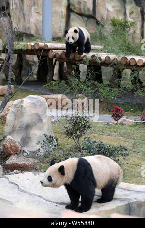 The giant panda twins 'Xinghui' and 'Xingfan' play together as they meet the public for the first time after settling in Nantong at the Nantong Forest Stock Photo