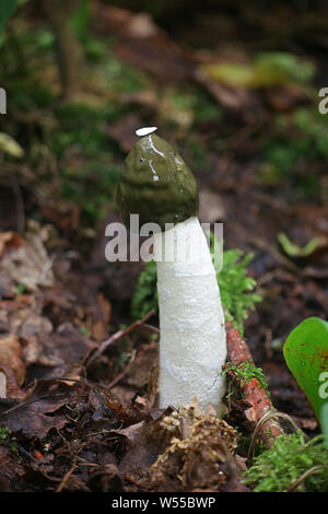 Phallus impudicus, known as the common stinkhorn, wild fungus from Finland Stock Photo