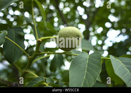 Green raw walnuts on a walnut tree branch, walnuts growing Stock Photo