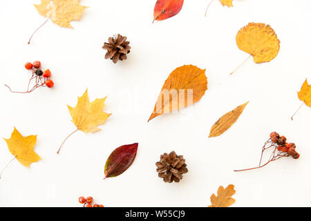 dry autumn leaves, rowanberries and pine cones Stock Photo