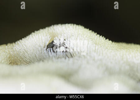 White coral slime mold, Ceratiomyxa fructiculosa Stock Photo