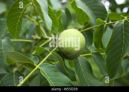 Green raw walnuts on a walnut tree branch, walnuts growing Stock Photo