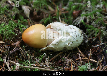Orange Grisette mushroom, known also as Saffron Ringless Amanita, Amanita crocea, wild mushroom from Finland Stock Photo
