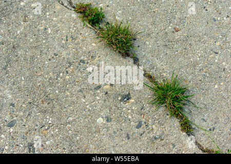 Closeup crack in a concrete farm road with grass growing in it in a rural area of Germany Europe Stock Photo
