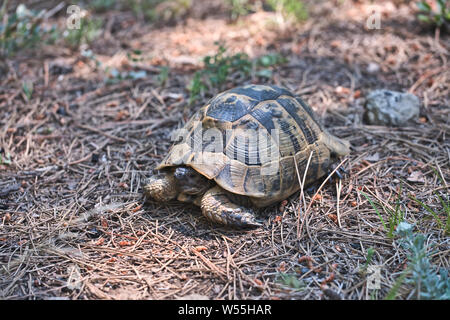 Turtle on the grass, tortoise in forest Stock Photo