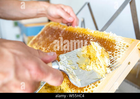 Beekeeper is uncapping honeycomb with special beekeeping tool . Apiculture and sericulture concept Stock Photo