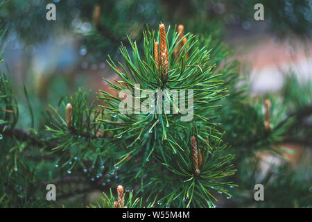 Fir tree branch with cones. Raindrops on spruce needles. Green pine branch close-up on green natural background. Pine tree. Abstract green pattern of Stock Photo