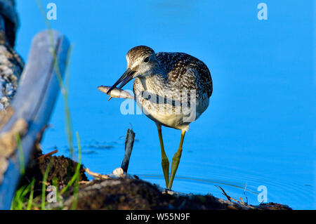 A Greater yellowlegs shorebird ' Tringa melanoleuca', walking to shore with his catch of a small fish Stock Photo