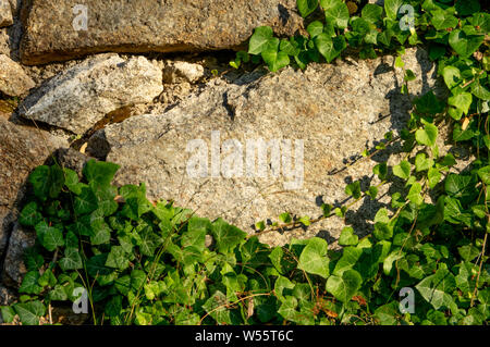 wall of irregular hewn stones overgrown with ivy in warm morning light Stock Photo