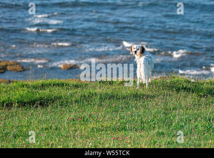 portrait of a dog on the background of the ocean Spain Stock Photo