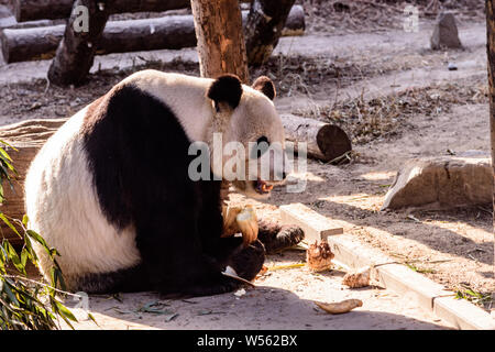 A muddy giant panda eats bamboo shoots and fruits at the Beijing zoo in ...