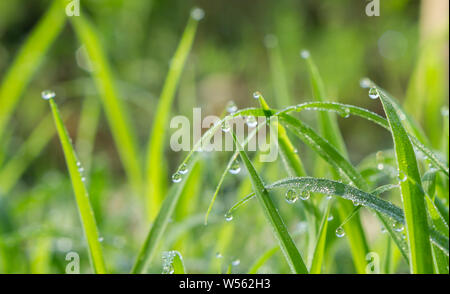 Drops dew on the grass in the morning while the sun rises. Stock Photo