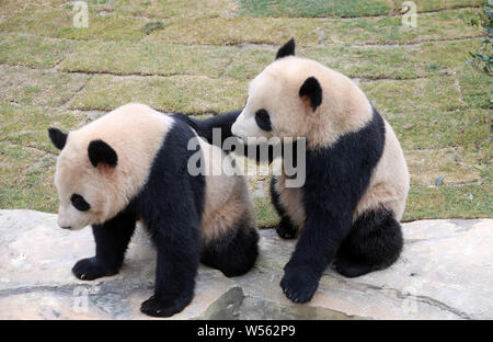 The giant panda twins 'Xinghui' and 'Xingfan' play together as they meet the public for the first time after settling in Nantong at the Nantong Forest Stock Photo