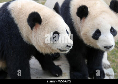 The giant panda twins 'Xinghui' and 'Xingfan' play together as they meet the public for the first time after settling in Nantong at the Nantong Forest Stock Photo