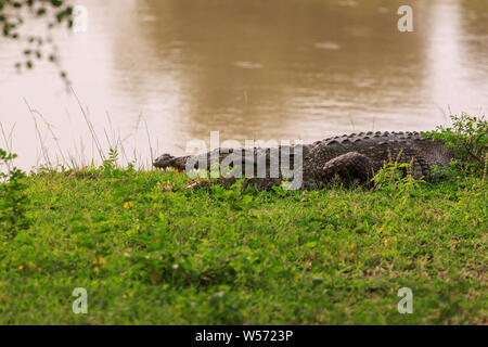 Crocodile in Yala National Park, Sri Lanka Stock Photo