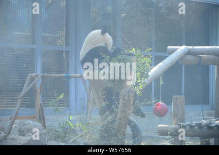 A giant panda rests on a wooden stand at the Beijing zoo in Beijing, China, 20 February 2019. Stock Photo