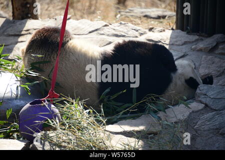 A giant panda rests on a wooden stand at the Beijing zoo in Beijing, China, 20 February 2019. Stock Photo