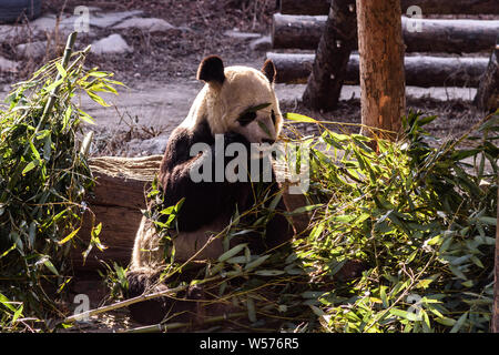 A muddy giant panda eats bamboo shoots and fruits at the Beijing zoo in ...