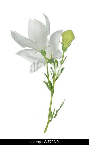 White Platcodon flowers isolated on white Stock Photo