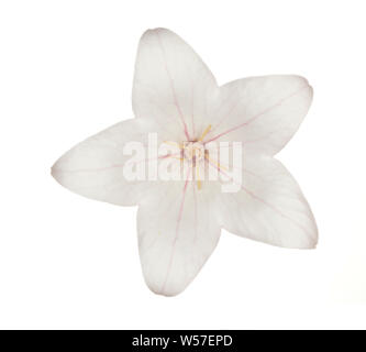 Pink Platcodon flowers isolated on white Stock Photo