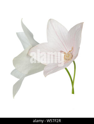 Pink Platcodon flowers isolated on white Stock Photo