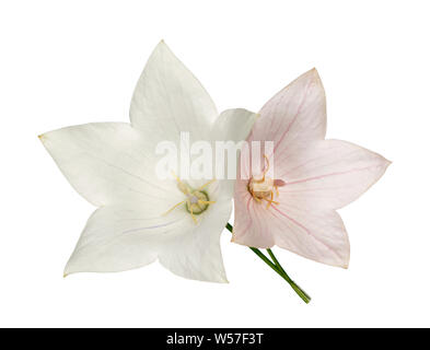 Pink and white Platcodon flowers isolated on white Stock Photo