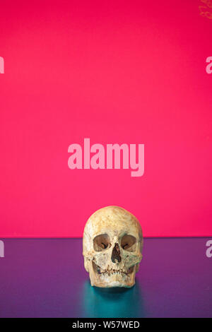 Skull on pink background Stock Photo