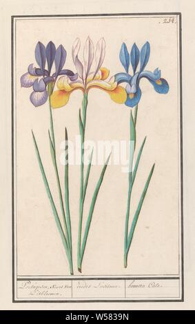 Iris (Iris sibirica) Portugesen, species of Iris flowers. / irides Lusitanae. / hemero Cale. (title on object), Three irises, purple, yellow and blue. Numbered top right: 214. Part of the third album with drawings of flowers and plants. Tenth of twelve albums with drawings of animals, birds and plants known around 1600, commissioned by Emperor Rudolf II. With explanations in Dutch, Latin and French., Flowers (with NAME), Anselmus Boetius de Boodt, 1596 - 1610, paper, watercolor (paint), deck paint, chalk, brush, h 255 mm × w 160 mm Stock Photo