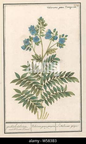 Jacob's ladder (Polemonium caeruleum) Greek Valerians, with blue flowers. / Valeriana graeca peregrima / La Valeriane grêque (title on object), Jacobs ladder or Greek valerian. Numbered top right: 261. Top right the Latin name. Part of the third album with drawings of flowers and plants. Tenth of twelve albums with drawings of animals, birds and plants known around 1600, commissioned by Emperor Rudolf II. With explanations in Dutch, Latin and French, Anselmus Boetius de Boodt, 1596 - 1610, paper, watercolor (paint), deck paint, chalk, ink, pen, h 264 mm × w 169 mm Stock Photo