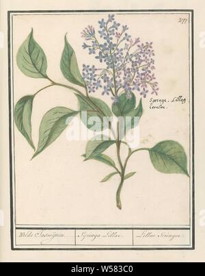 Sering (Syringa vulgaris) Wild Jasmine / Sijringa Lillac. / Lllae Seringue. (title on object), Sering. Numbered top right: 277. Right the Latin name. Part of the third album with drawings of flowers and plants. Tenth of twelve albums with drawings of animals, birds and plants known around 1600, commissioned by Emperor Rudolf II. With explanation in Dutch, Latin and French., Flowers (with NAME), Anselmus Boetius de Boodt, 1596 - 1610, paper, watercolor (paint), deck paint, chalk, ink, pen, h 173 mm × w 157 mm Stock Photo
