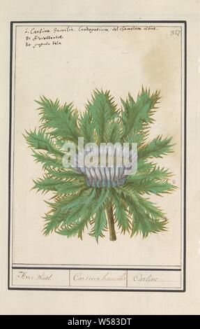 Three thistle (Carlina vulgaris), Aver wurtel. / Cartina Humilis / Carline (title on object), Three Thistle. Numbered top right: 327. At the top the name in three languages. Part of the fourth album with drawings of flowers and mushrooms. Eleventh of twelve albums with drawings of animals, birds and plants known around 1600, commissioned by Emperor Rudolf II. With explanations in Dutch, Latin and French, Anselmus Boetius de Boodt, 1596 - 1610, paper, watercolor (paint), deck paint, chalk, ink, pen, h 235 mm × w 165 mm Stock Photo