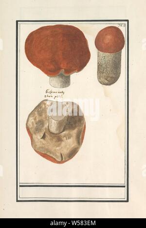 Boletus (Boletus), Boletus, possibly squirrel bread. Numbered top right: 364. Part of the fourth album with drawings of flowers and mushrooms. Eleventh of twelve albums with drawings of animals, birds and plants known around 1600, commissioned by Emperor Rudolf II. With explanation in Dutch, Latin and French, mushrooms, Anselmus Boetius de Boodt, 1596 - 1610, paper, watercolor (paint), deck paint, chalk, ink, pen, h 246 mm × w 161 mm Stock Photo