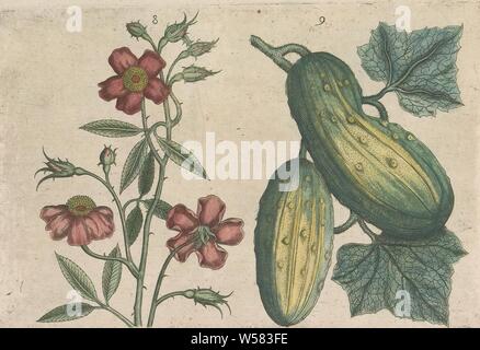 Musk rose (Rosa moschata) and cucumber (Cucumis sativus), Musk rose and cucumber. FIGs. 8 and 9 on a sheet hand numbered 5. In: Anselmi Boetii de Boot I.C. Brugensis & Rodolphi II. Imp. Novel. medici a cubiculis Florum, Herbarum, ac fructuum selectiorum icones, & vires pleraeque hactenus ignotæ. Part of the album with sheets and plates from De Boodt's herbarium from 1640. The twelfth of twelve albums with watercolors of animals, birds and plants known around 1600, commissioned by Emperor Rudolf II, flowers: rose, anonymous, 1604 - 1632 and/or 1640, paper, ink, watercolor (paint), engraving Stock Photo