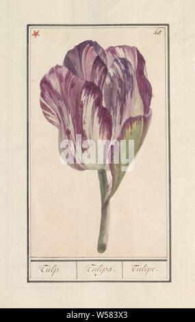 Tulip (Tulipa), Tulip. / Tulipa. / Tulipe. (title on object), Purple and white tulip. Numbered top right: 45. Top left marked with a red star. Part of the first album with drawings of flowers and plants. Eighth of twelve albums with drawings of animals, birds and plants known around 1600, commissioned by Emperor Rudolf II. With explanations in Dutch, Latin and French, flowers: tulip, anonymous, Southern Netherlands, 1790 - 1814, paper, watercolor (paint), deck paint, pencil, brush, h 251 mm × w 149 mm Stock Photo
