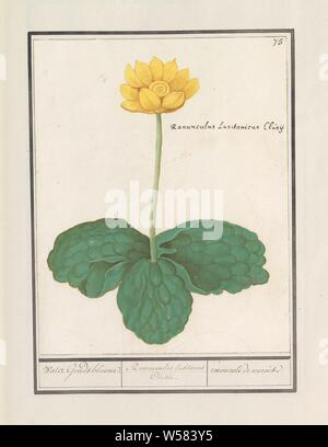 Yellow plump (Nuphar lutea), Water Gouda flower. / Ranunculus lusitanus Clusii. / renoncule de marais (title on object), Yellow floppy. Numbered top right: 75. With the Latin name. Part of the first album with drawings of flowers and plants. Eighth of twelve albums with drawings of animals, birds and plants known around 1600, commissioned by Emperor Rudolf II. With explanation in Dutch, Latin and French, flowers: water-lily, Anselmus Boetius de Boodt, 1596 - 1610, paper, watercolor (paint), deck paint, chalk, ink, pen, h 213 mm × w 170 mm Stock Photo
