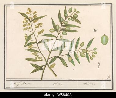 Olive (Olea europaea) Olive-Tree. / Oliva. / Olivier. (title on object), Olive. Three branches with leaves, flowers and fruits. With a fly and a fruit in detail. Numbered top right: 125. Part of the second album with drawings of flowers and plants. Ninth of twelve albums with drawings of animals, birds and plants known around 1600, commissioned by Emperor Rudolf II. With explanations in Dutch, Latin and French., Fruits: olive, trees: olive-tree, insects: fly, Anselmus Boetius de Boodt, 1596 - 1610, paper, watercolor (paint), deck paint, ink, chalk, pen, h 246 mm × w 170 mm Stock Photo