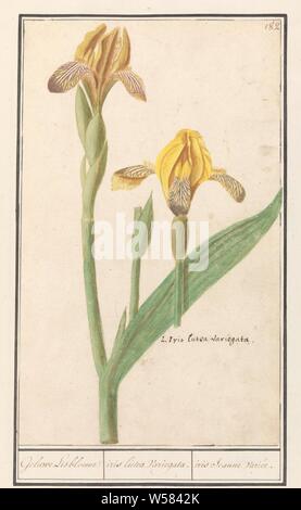 Yellow Iris (Iris pseudacorus) Geluwe Lisbloeme / iris lutea Variegata. / iris Jeaune variety (title on object), Yellow Iris. Numbered top right: 182. Bottom right the Latin name. Part of the second album with drawings of flowers and plants. Ninth of twelve albums with drawings of animals, birds and plants known around 1600, commissioned by Emperor Rudolf II. With explanation in Dutch, Latin and French., Anselmus Boetius de Boodt, 1596 - 1610, paper, watercolor (paint), deck paint, chalk, ink, pen, h 277 mm × w 170 mm Stock Photo