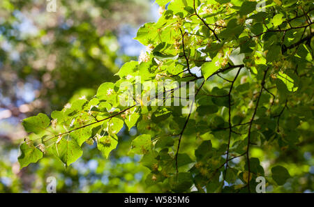 Common linden flowering (Tilia cordata) Stock Photo