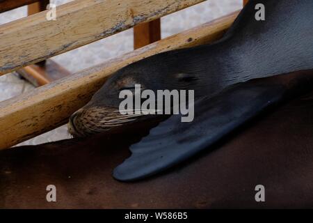 Closeup of a California sea lion laying on a bench with closed eyes Stock Photo