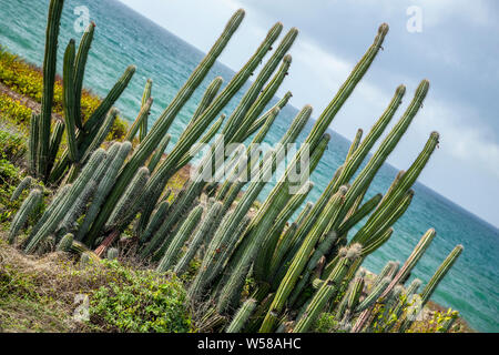 Cactuses, Guanica Dry Forest, Guanica, Puerto Rico Stock Photo