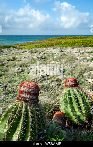 Barrel cactuses, Guanica Dry Forest, Guanica, Puerto Rico Stock Photo